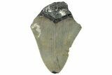 Bargain, Fossil Megalodon Tooth - Serrated Blade #295445-1